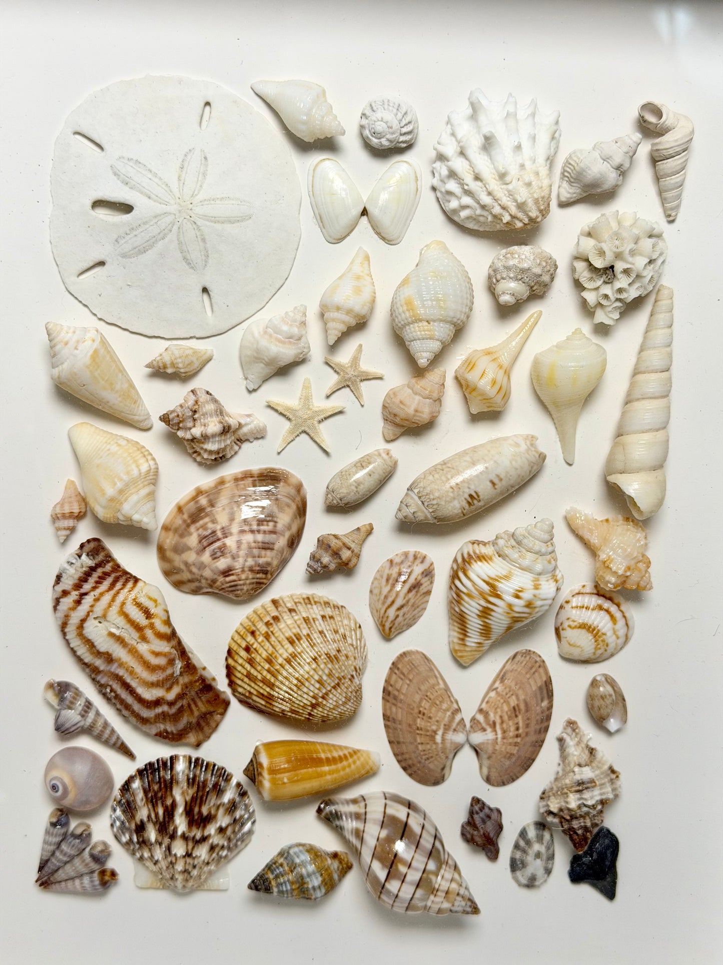 Golden Shore Seashell Shadow Box