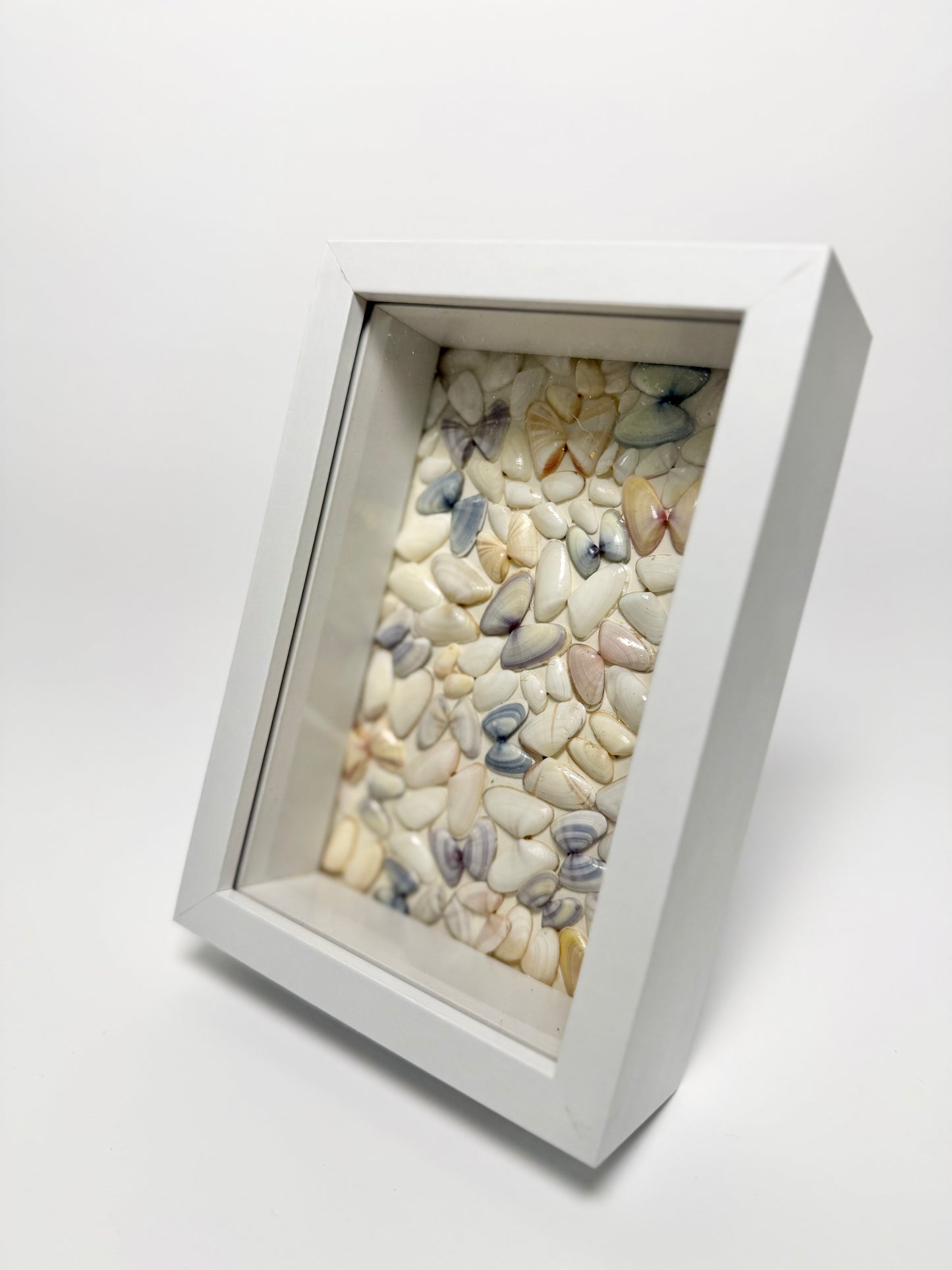 Coquina Butterfly Seashell Shadow Box
