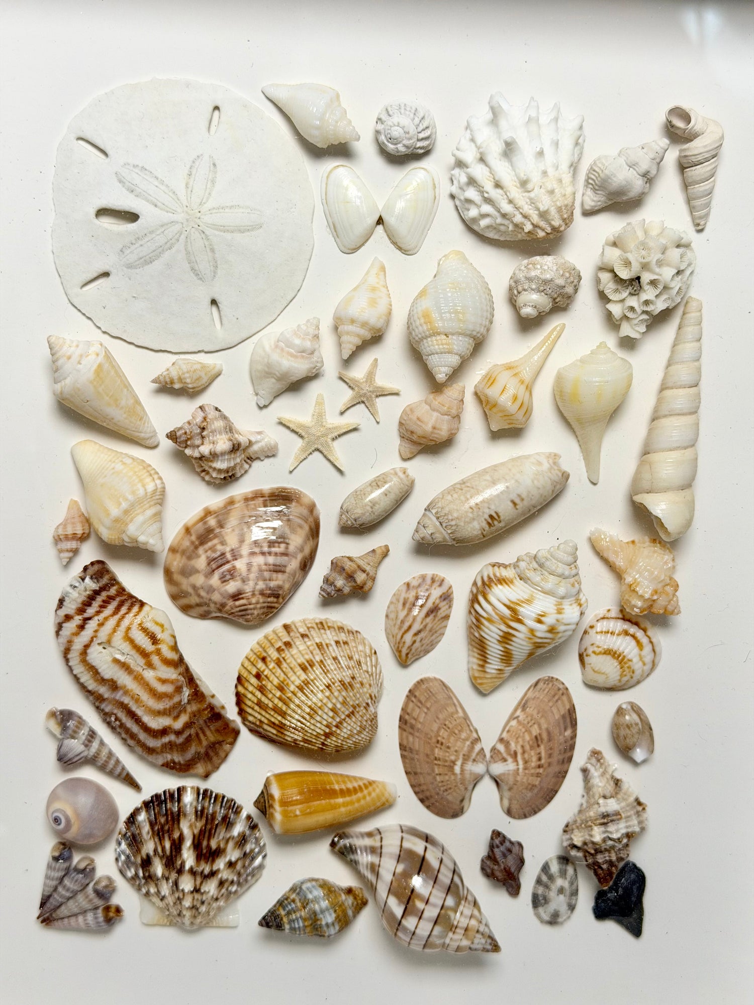 Shadow Boxes