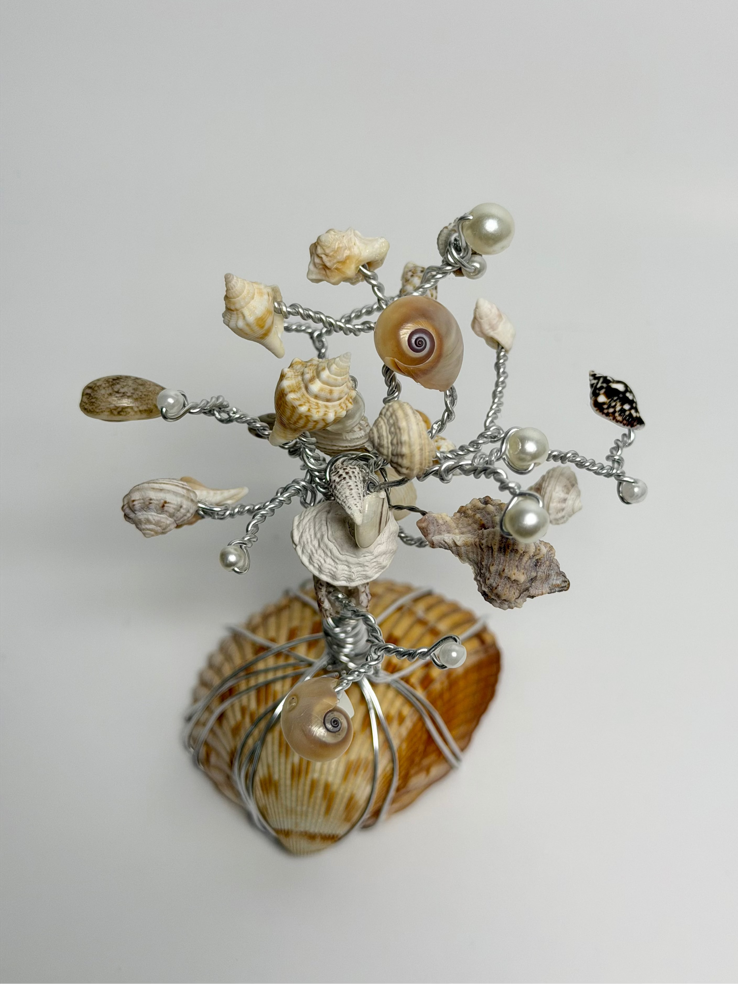 Coastal Curiosities