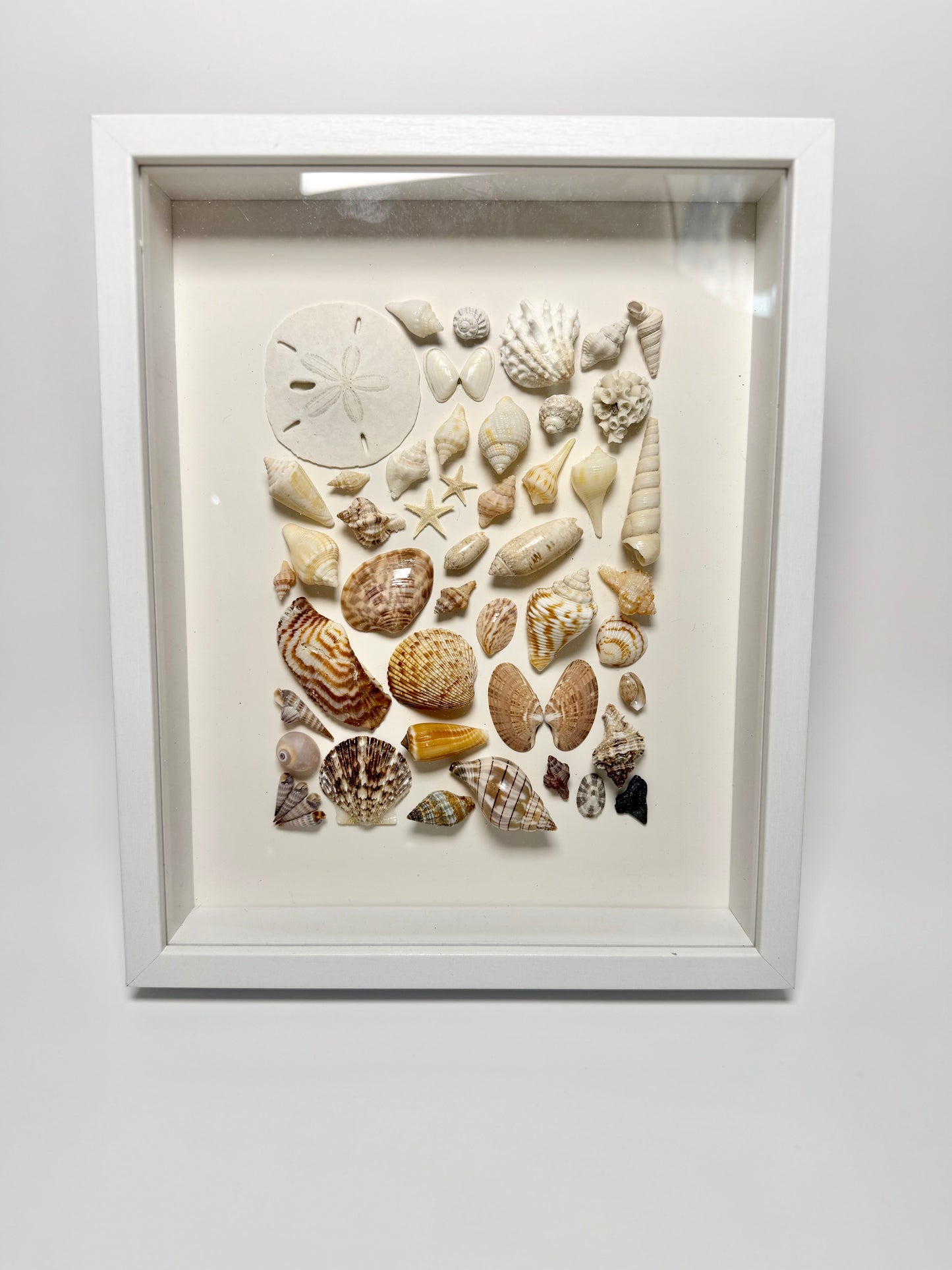 Golden Shore Seashell Shadow Box