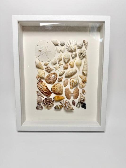 Golden Shore Seashell Shadow Box