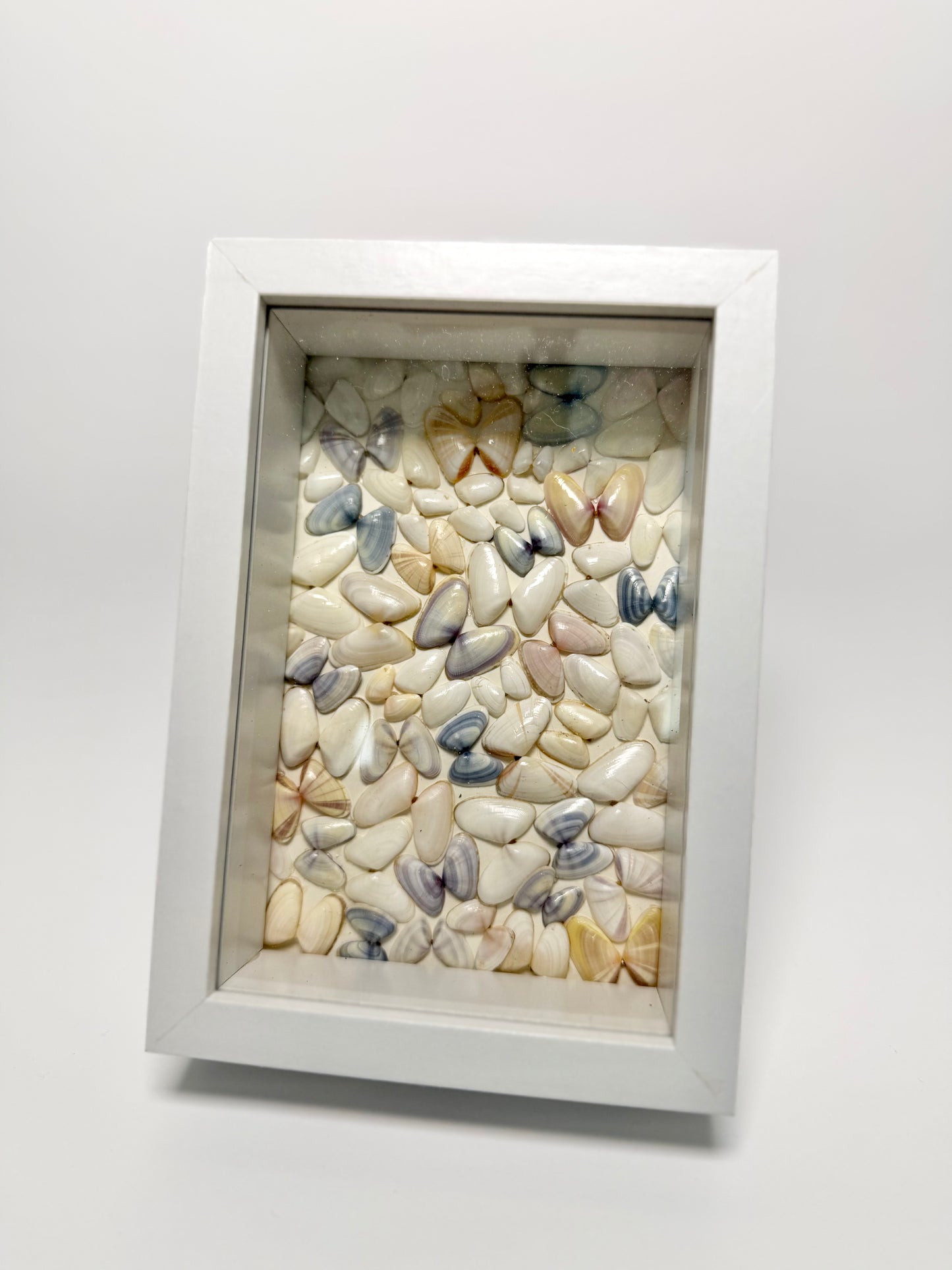 Coquina Butterfly Seashell Shadow Box