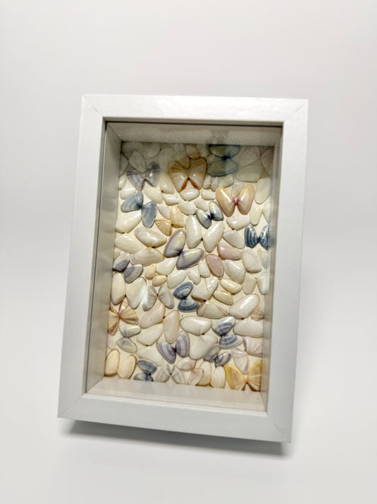 Coquina Butterfly Seashell Shadow Box