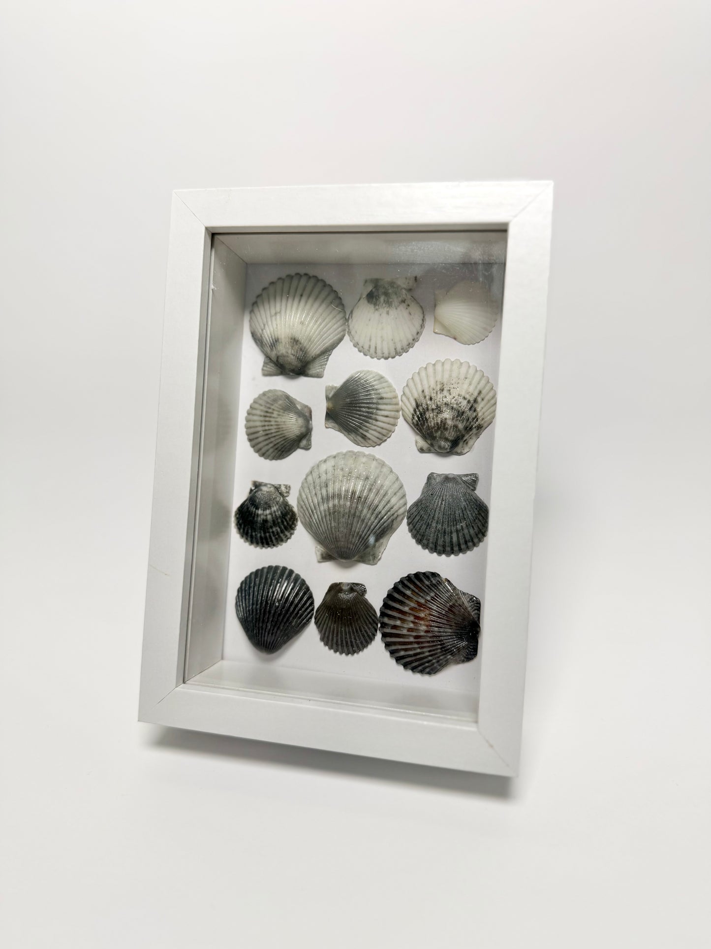 Moonlit Scallop Seashell Shadow Box
