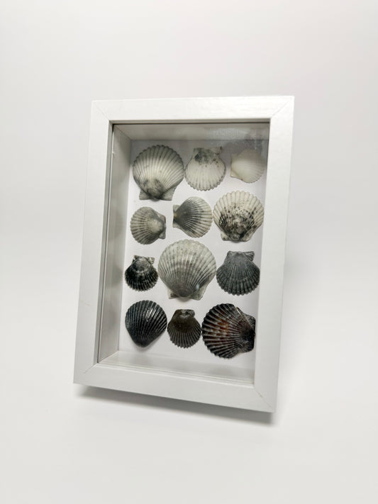 Moonlit Scallop Seashell Shadow Box