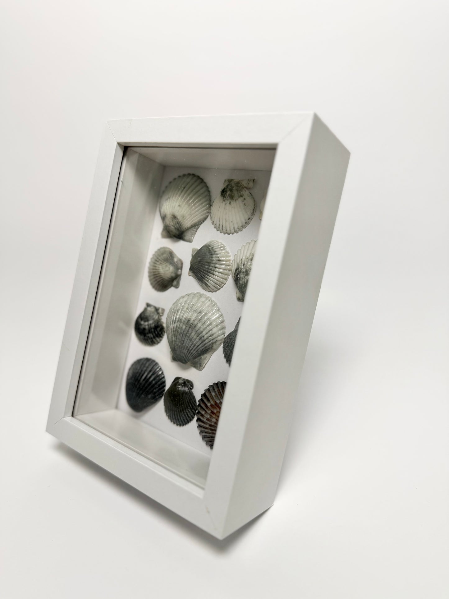 Moonlit Scallop Seashell Shadow Box