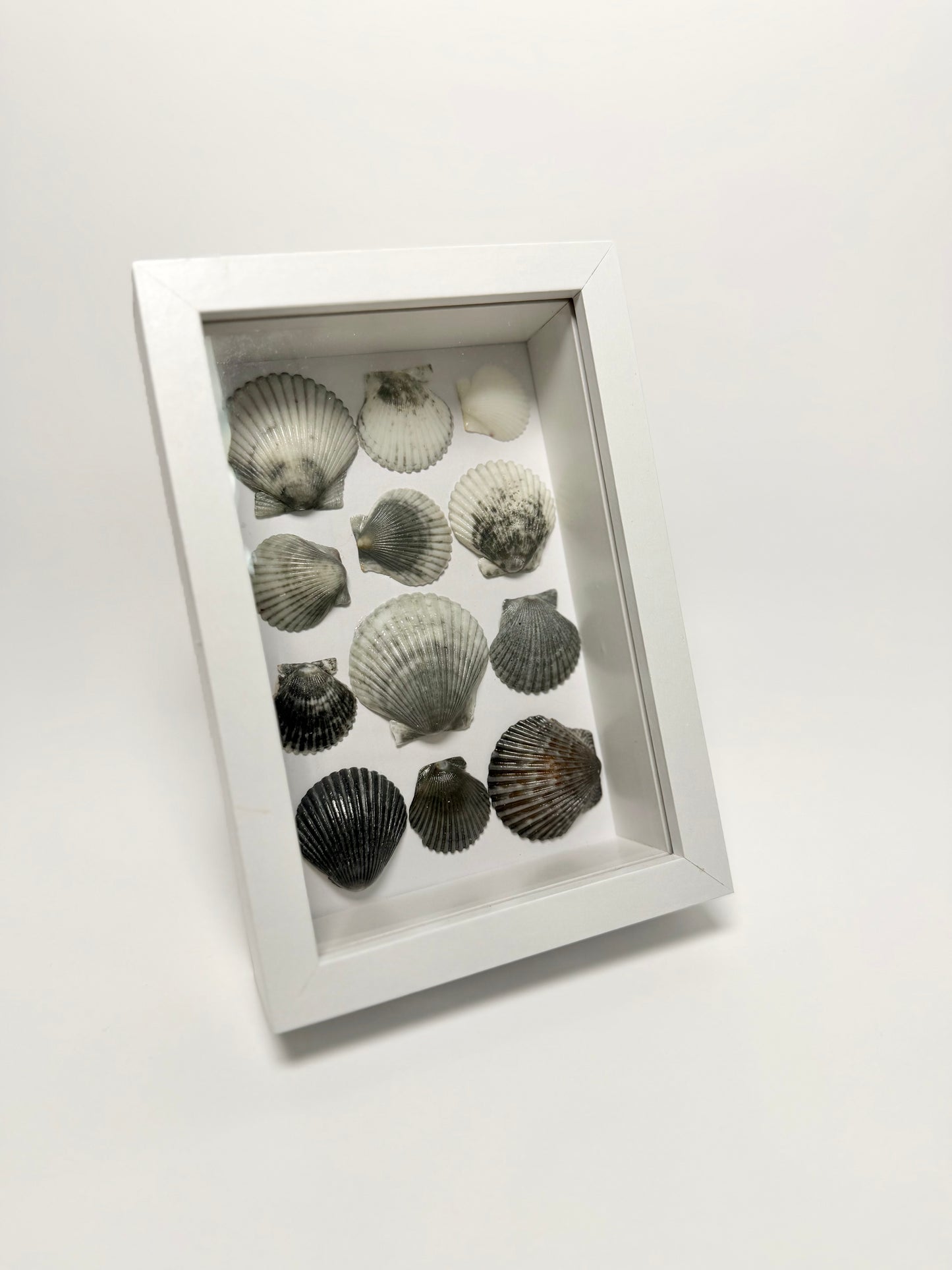 Moonlit Scallop Seashell Shadow Box