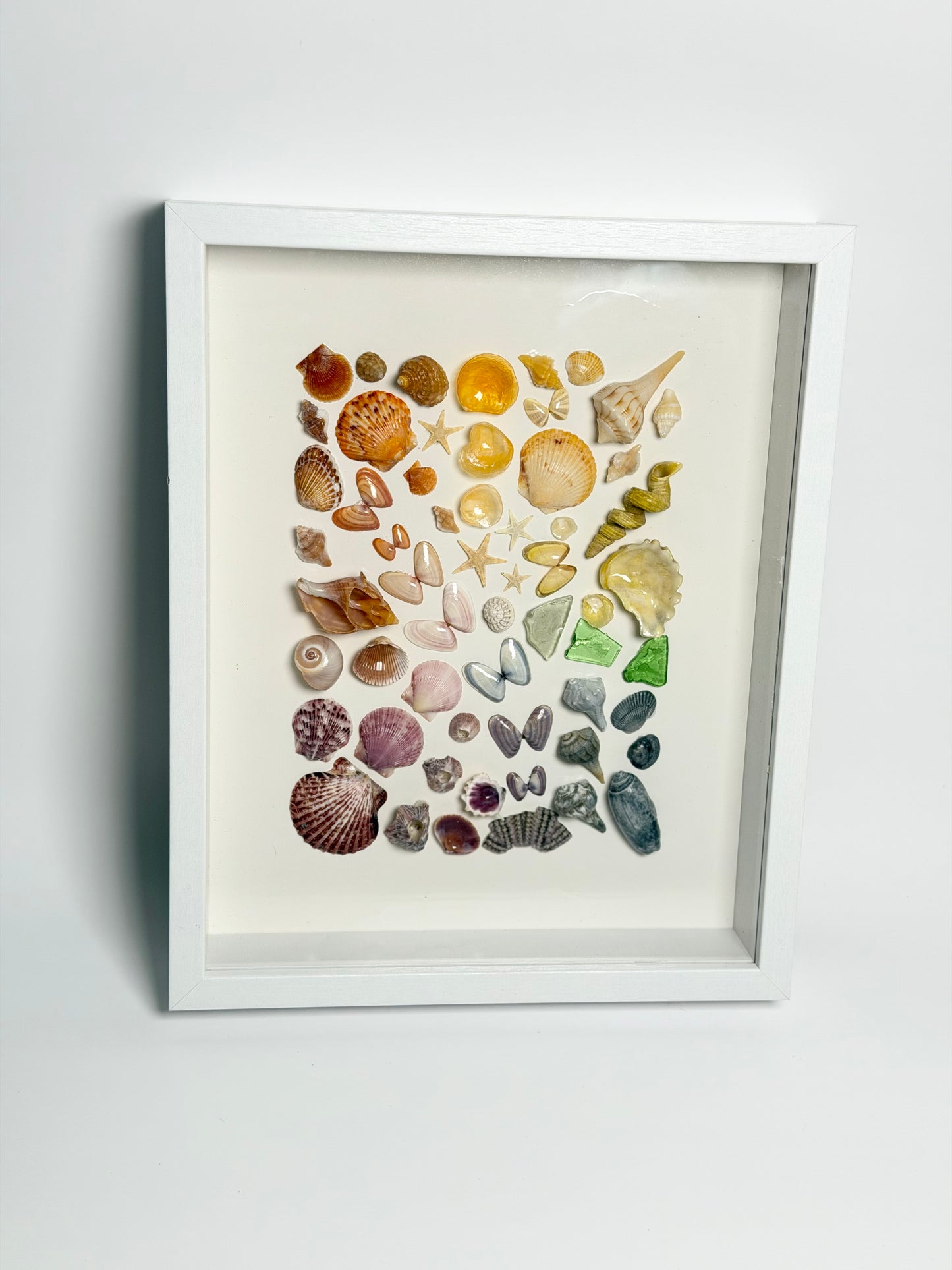 Rainbow Shell Shadow Box