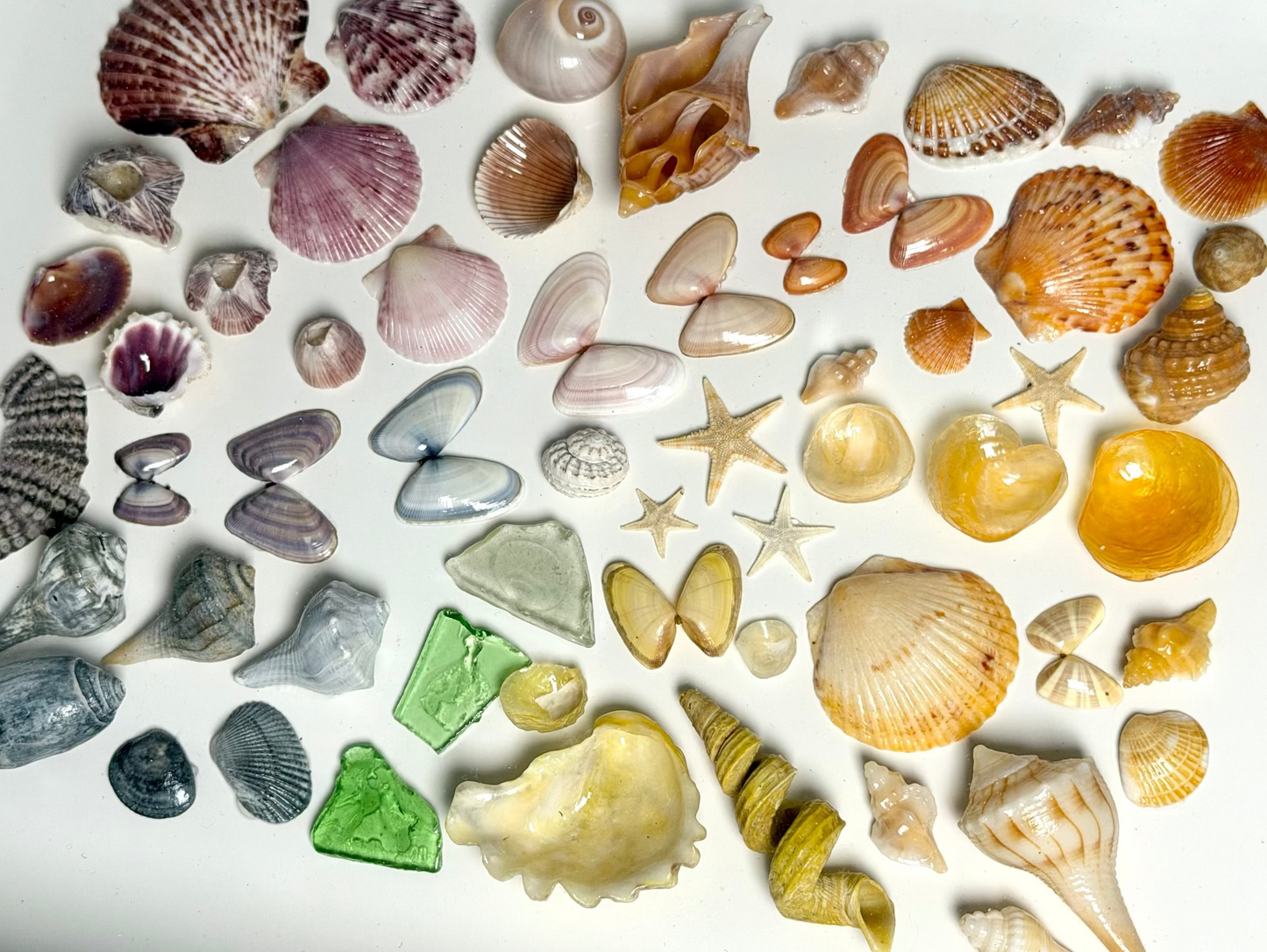 Rainbow Shell Shadow Box
