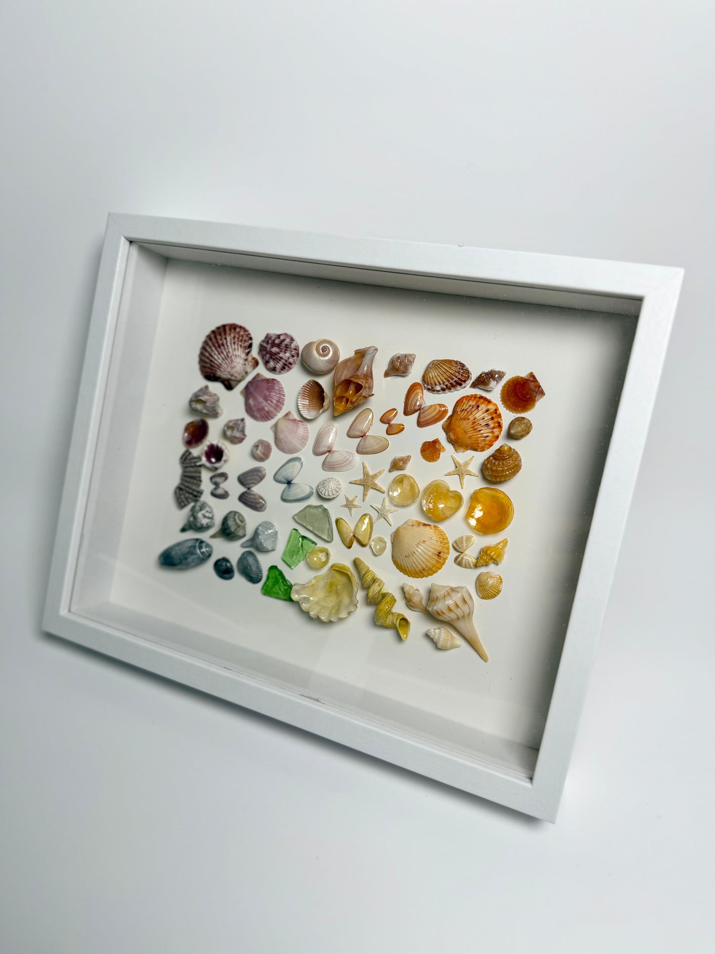 Rainbow Shell Shadow Box