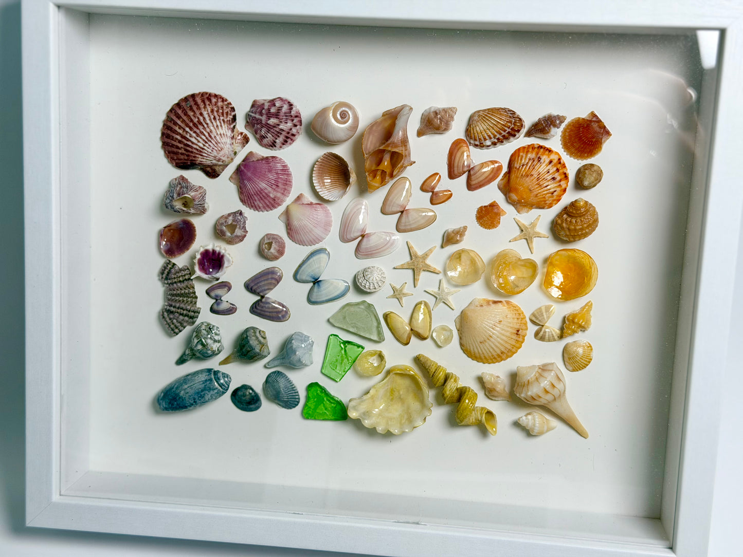 Rainbow Shell Shadow Box
